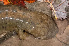 Hellbender (Cryptobranchus alleganiensis) displaying natural behavioral traits in wild habitat