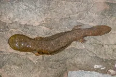 Hellbender (Cryptobranchus alleganiensis) displaying natural behavioral traits in wild habitat