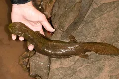 Hellbender (Cryptobranchus alleganiensis) displaying natural behavioral traits in wild habitat