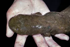 Hellbender (Cryptobranchus alleganiensis) displaying natural behavioral traits in wild habitat