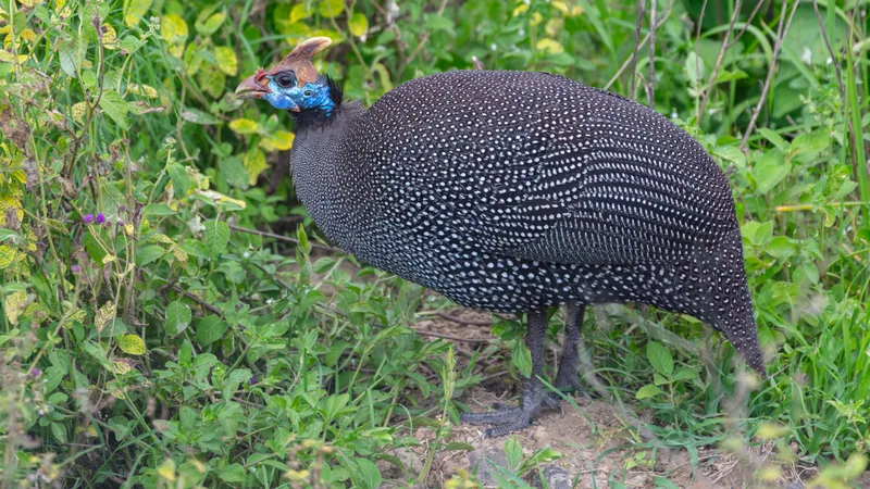 Helmeted guineafowl walking through green grass, its white-spotted grey plumage and bony casque on show