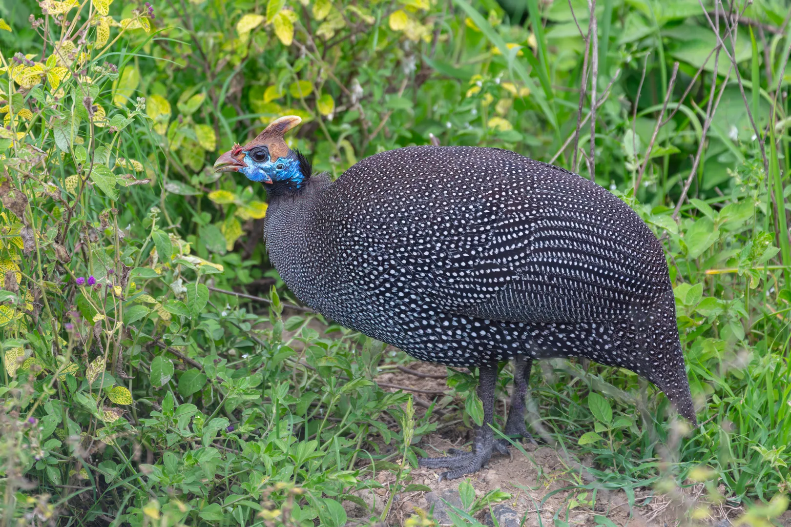 Helmeted guineafowl walking through green grass, its white-spotted grey plumage and bony casque on show