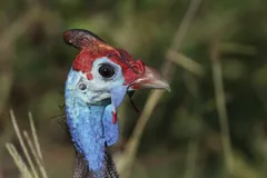 Helmeted guineafowl head with blue bare skin, red cap and horny casque
