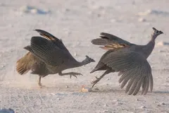 Two helmeted guineafowl fighting with wings raised in a cloud of dust