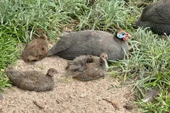 Helmeted guineafowl resting in grass with three striped brown chicks