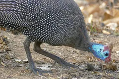 Helmeted guineafowl bending to forage on stony ground