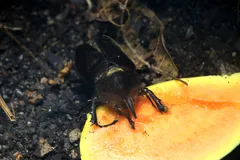 hercules beetle in natural habitat