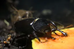 hercules beetle in natural habitat