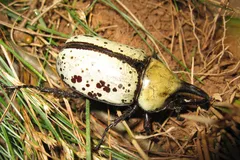 hercules beetle in natural habitat