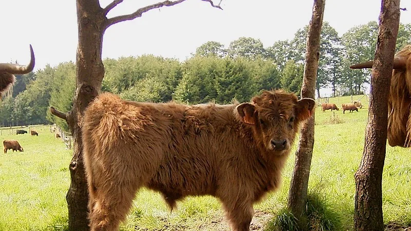 Highland Cattle in natural habitat