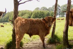 Highland Cattle in natural habitat