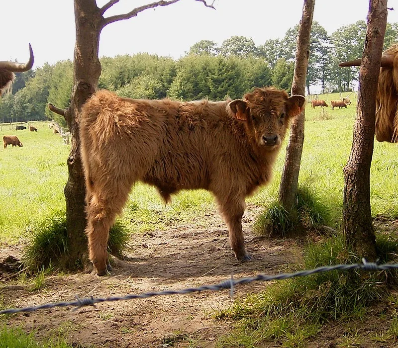 Highland Cattle in natural habitat