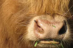 Highland Cattle in natural habitat