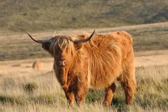 Highland Cattle in natural habitat