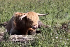 Highland Cattle in natural habitat