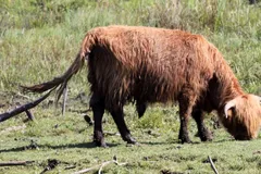 Highland Cattle in natural habitat