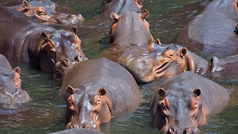 Hippopotamus in natural habitat