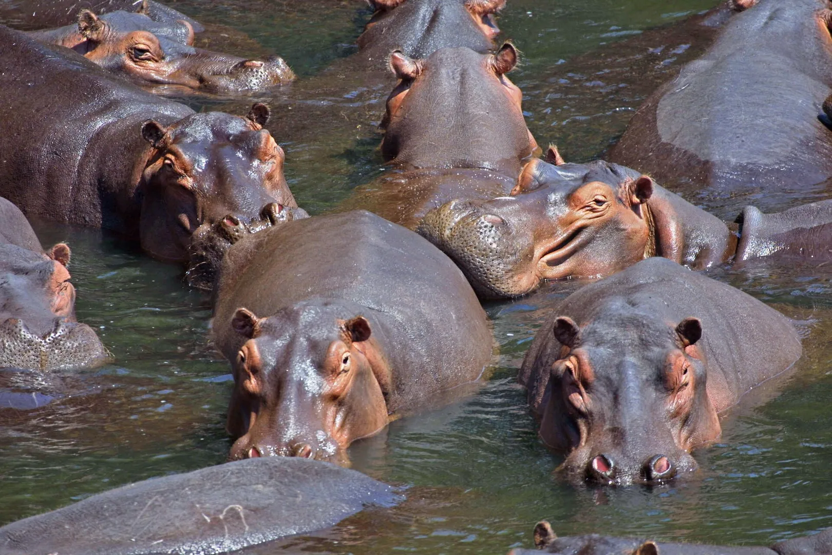 Hippopotamus in natural habitat