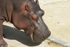 Hippopotamus in natural habitat