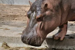 Hippopotamus in natural habitat