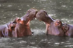 Hippopotamus in natural habitat