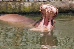 Hippopotamus in natural habitat