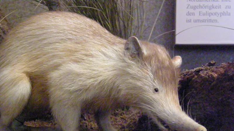 hispaniolan solenodon in natural habitat