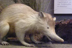 hispaniolan solenodon in natural habitat