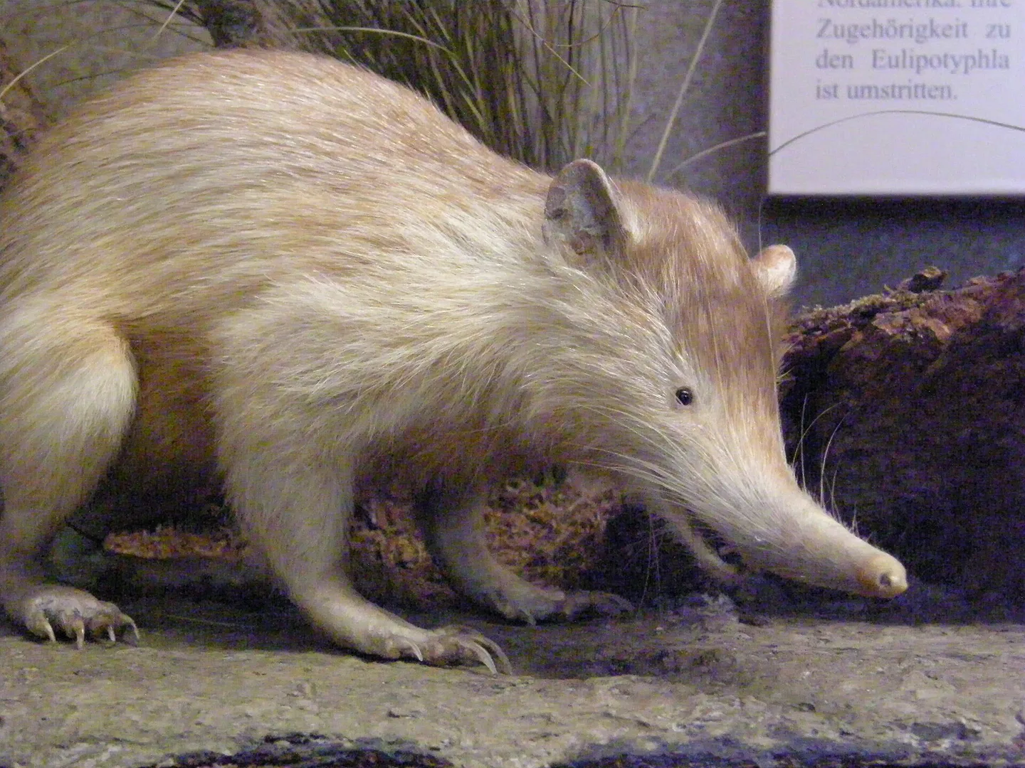 hispaniolan solenodon in natural habitat