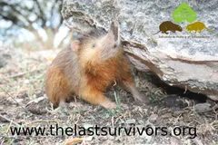 hispaniolan solenodon in natural habitat