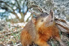 hispaniolan solenodon in natural habitat