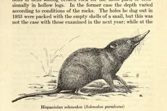 hispaniolan solenodon in natural habitat