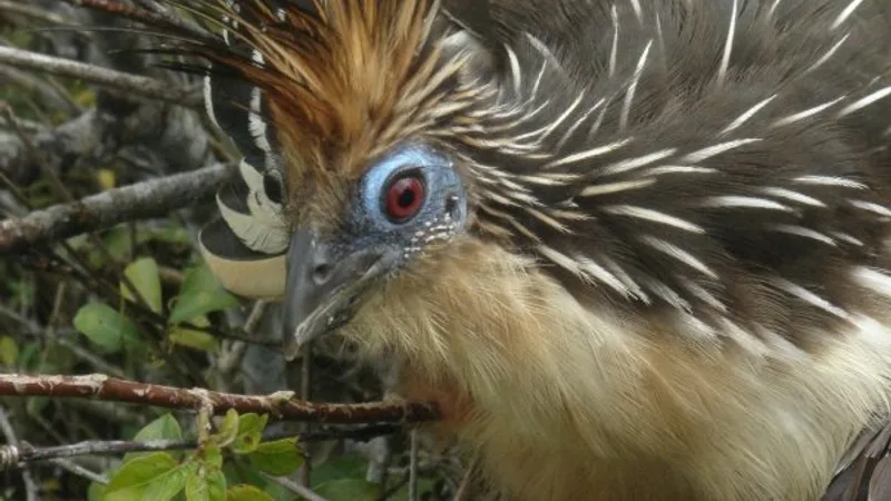 hoatzin in natural habitat