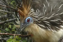 hoatzin in natural habitat