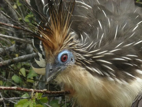 hoatzin in natural habitat