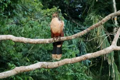 hoatzin in natural habitat