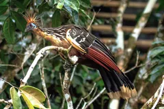 hoatzin in natural habitat