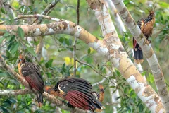 hoatzin in natural habitat