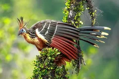 hoatzin in natural habitat