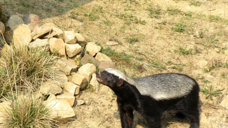 Honey Badger (Mellivora capensis) at the Prague Zoo
