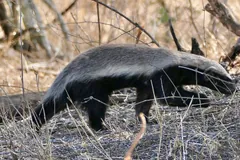 Honey Badger