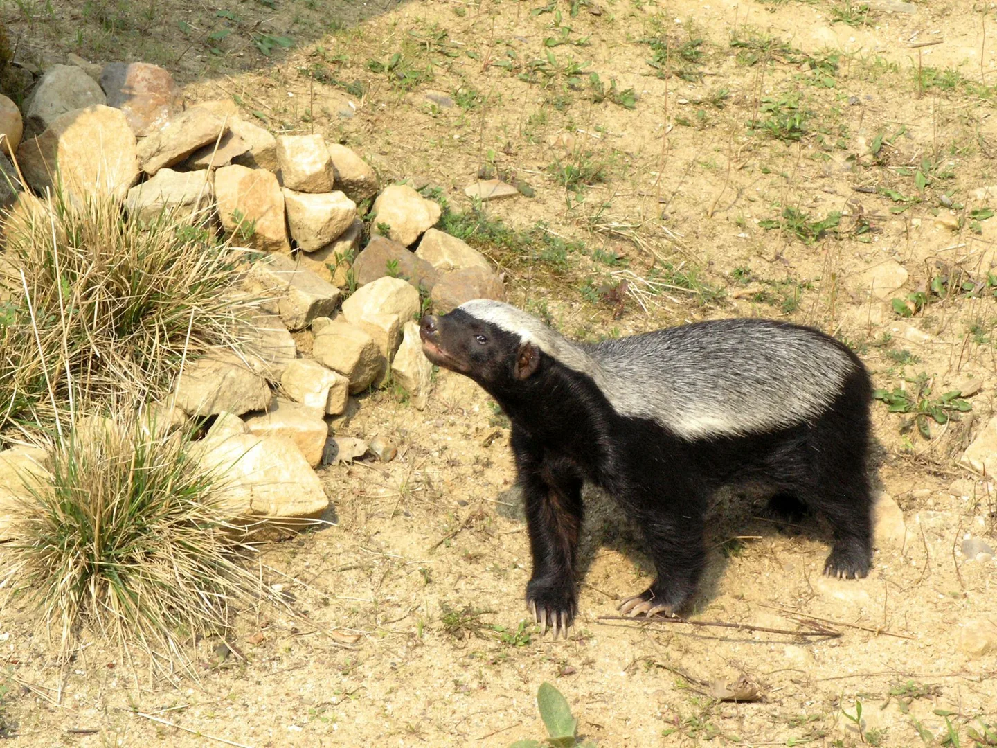 Honey Badger (Mellivora capensis) at the Prague Zoo