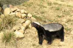 Captive honey badger walking beside a low stone wall