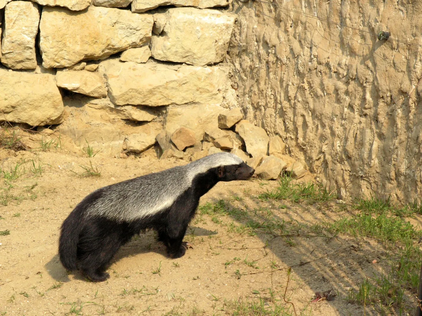 Mellivora capensis (Prague ZOO)