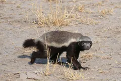Honey badger walking across bare sandy ground with its tail raised