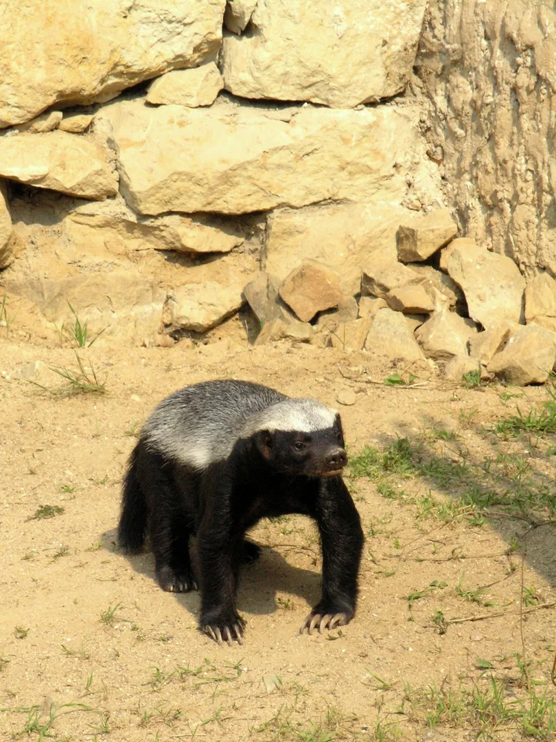 Mellivora capensis (Prague ZOO)