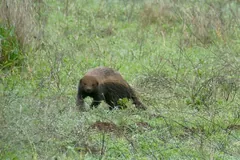 Honey badger crossing green grass, head down