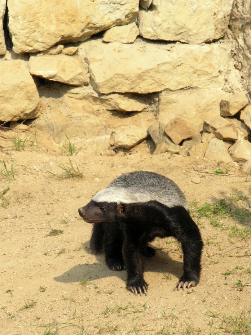 Mellivora capensis (Prague ZOO)