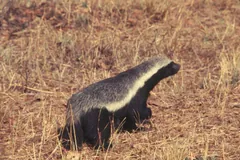Honey badger walking through dry grass, its broad white-grey stripe running head to tail