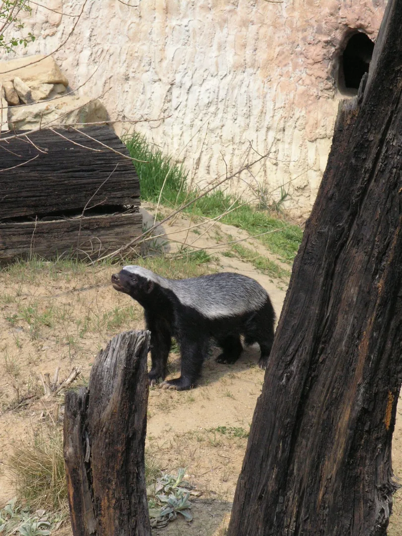 Mellivora capensis (Prague ZOO)